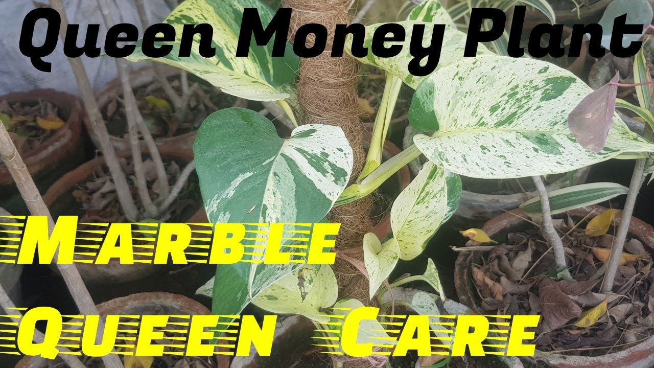 Marble Queen Plant care and Grow YouTube