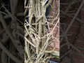 Winter Wisteria and Climber Pruning
