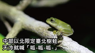 中部以北限定臺北樹蛙–天冷就喊「呱-呱-呱-」