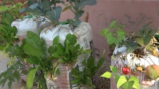 Reuse cement bag for vertical planting /সবজি চাষ এ সিমেন্টের বস্তার পুনর্ব্যবহার।