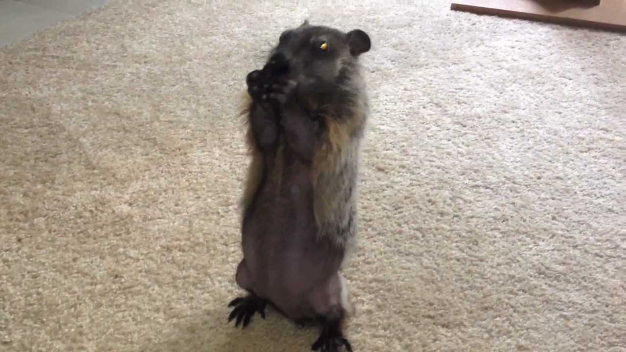 Cute Baby Pet Groundhog Part 8 Tricks YouTube