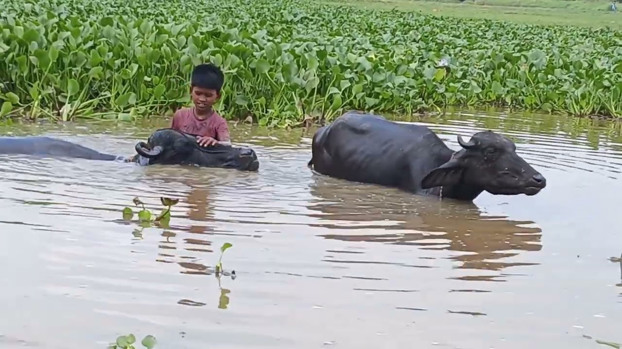 हिंदी में देखे 🫢 कैसे 🐂 भैंस चरती हैं new animal video #bull #buffalo #caw and #dog #cat