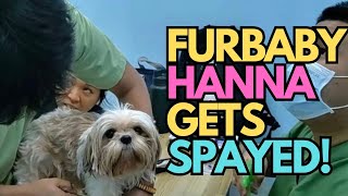 Dog Spaying - Hanna goes to her doctor!