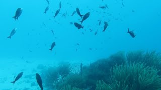 Soft Corals in the current at Red Slave Huts dive site