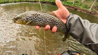 best day of stocked trout fishing! cast after cast! another trifecta!