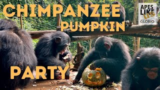 Baby Chimpanzee Pumpkin Party | Tacugama