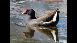 rörhöna - moorhen - Gallinula chloropus