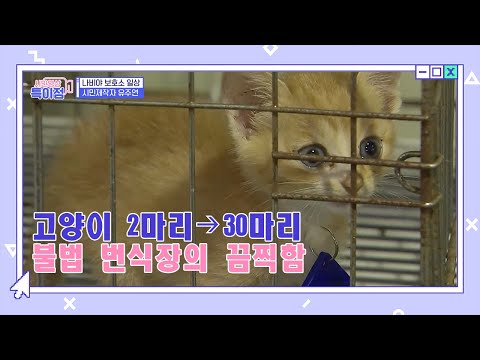 고양이 2마리→30마리 불법 번식장의 끔찍함 ep.22 &amp;quot;新가족, 반려동물&amp;quot; [시민영상 특이점]