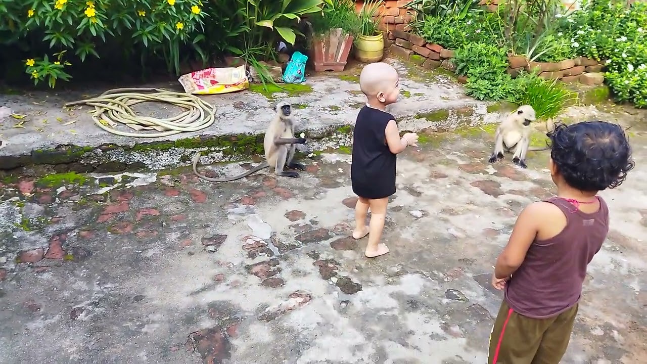 monkeyr sathe khela🤠🤠