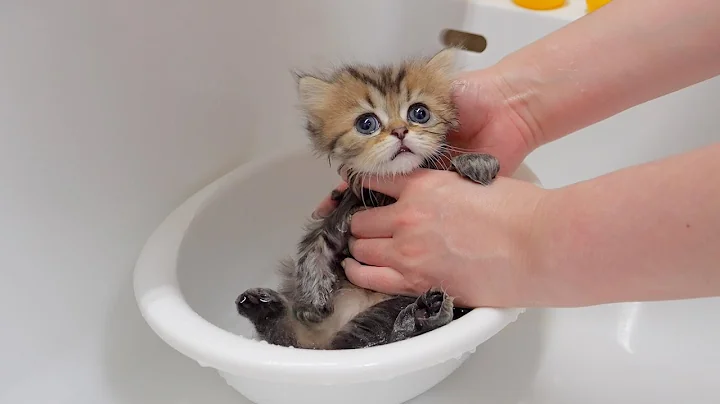 Watch the video about The reactions of the kittens when they took a bath for the first time were so cute!
