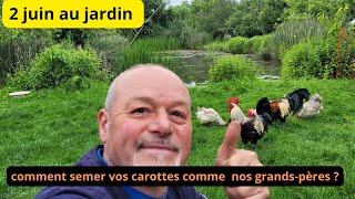 Comment semer vos carottes comme  nos grands-pères ?