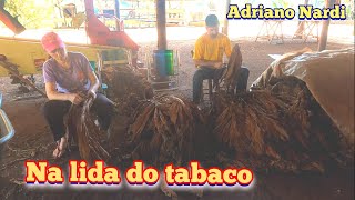 Estamos Fazendo A Despenca Do Tabaco.
