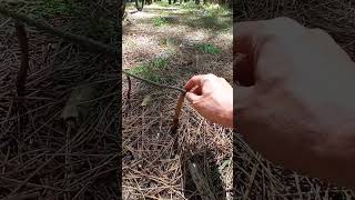 Un lugar mágico: bosque energético Miramar, Buenos Aires, Argentina. #argentina #bosque