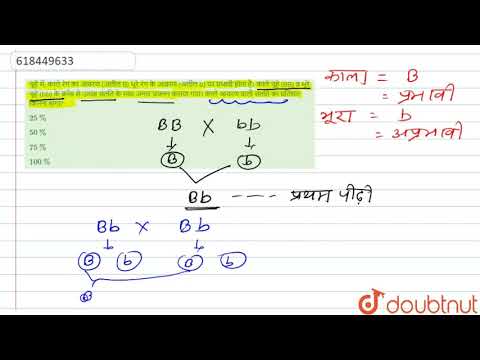 वीडियो: क्या चूहे की बूंदों का रंग हल्का भूरा हो सकता है?