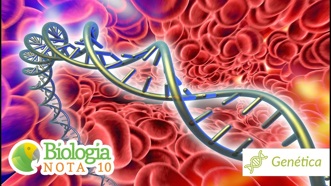 Consanguinidade - Biologia Nota 10 com Professor Cléber Hidalgo