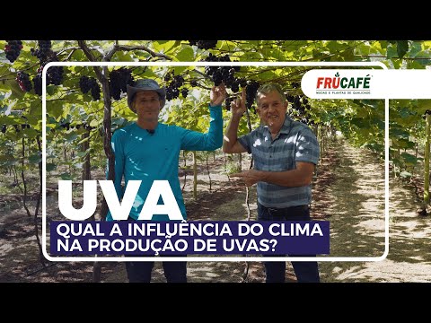 Qual a influência do Clima na Produção de Uvas?