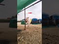 bajarang 0909❤️💖👀🔥💞⚡ #animals #bailgada #bailgadasharyat #bakasur #mathur3394 #bull #king