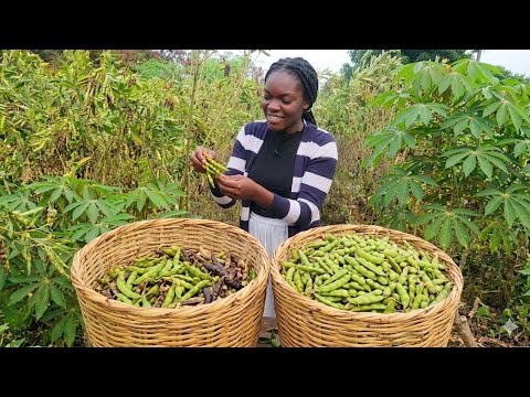 Da Roça a Mesa. Preparei feijão Andu para o nosso almoço simples em Moçambique 🇲🇿