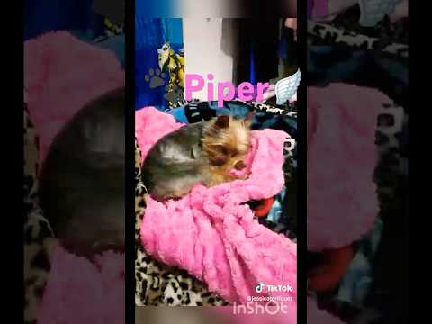 Six years ago from today Piper passed away 🕊️🐾🪽#yorkie #pleasesubscribemychannel