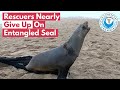 Rescuers Nearly GIVE UP On Entangled Seal