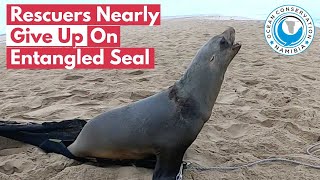Rescuers Nearly GIVE UP On Entangled Seal