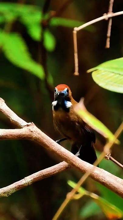 Kicau Burung Merdu  #birds #birdsounds #kicauburung