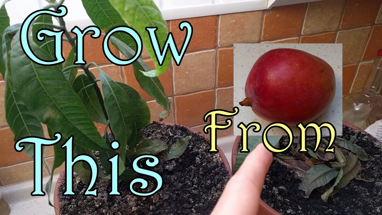 Growing Mango From Seed - How To, Step By Step