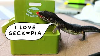 Black Night Leopard Gecko ASMR screenshot 5