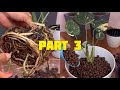 How to grow and propagate monstera thai constellation  part 3
