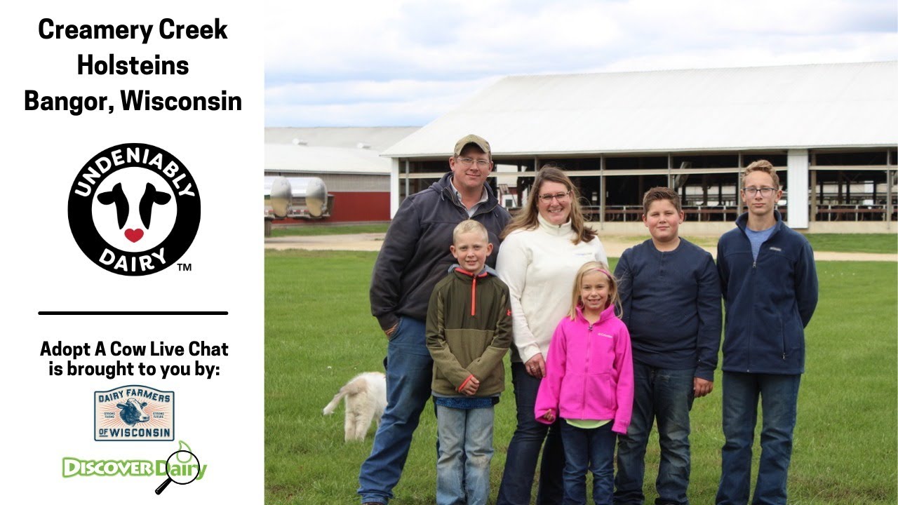 Creamery Creek Holsteins Live Chat YouTube