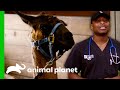 Dr. Ross & Dr. Blue Castrate A Llama! | The Vet Life