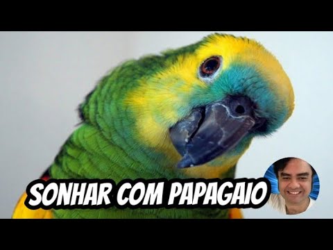 Vídeo: Por Que O Papagaio Está Sonhando