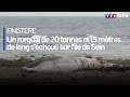 Un rorqual de 20 tonnes et 15 mtres de long schoue sur lle de sein