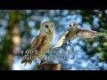 Sony A7r3 vs A9 vs Rx10iv and Owls in flight ( Part 1)