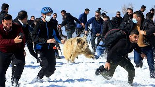 Releasing 6 bears in Kurdistan - Gara Mountain (ئازادکرنا هرچا ل چیایێ گاره‌) #VLOG-62