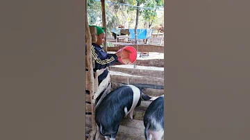 Edward Project Jinsi Ya Kuandaa Chakula Cha Nguruwe Pamoja Na Ufugaji Wenyewe 
