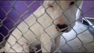 Luca 1Y Pet Id 919426 Kennel 25 Hssaz Shelter New Boy Brazen But Guided Less Bark More Yummies 39
