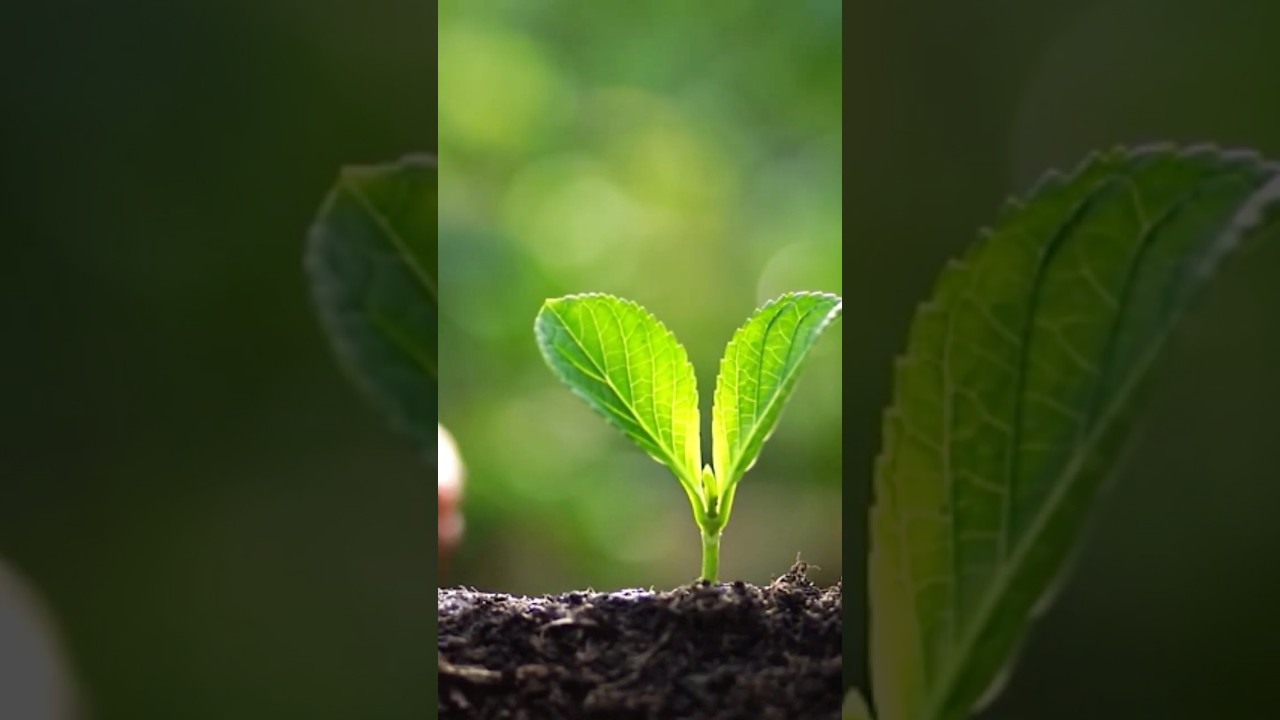 Use this AI prompt to find simple ways to cut your carbon footprint 🌱 