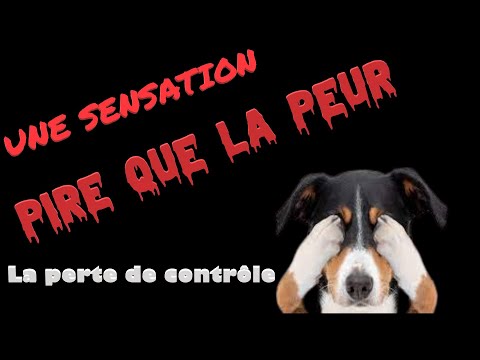 Vidéo: La seule question horrible que la plupart des propriétaires de chiens ne se sont jamais posée