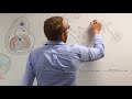 Development of Respiratory System | Embryology