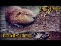 Spring Beaver Trapping on a Small River (Castor Mound Sets WORK!)