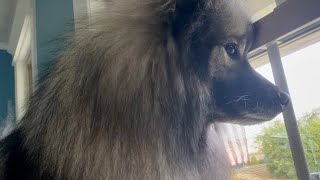 Keeshond Goes Crazy Barking At Something Outside! Good Watch Dog!