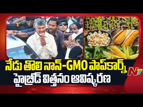 నేడు తొలి నాన్-GMO పాప్‌కార్న్ హైబ్రీడ్‌ విత్తనం ఆవిష్కరణ | CM Chandrababu | NTV Telugu - NTVTELUGU