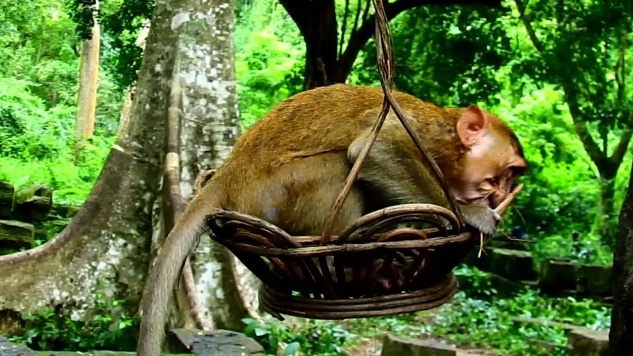 Ooops! BB Sweet Pea very happy Ride a Flying Basket