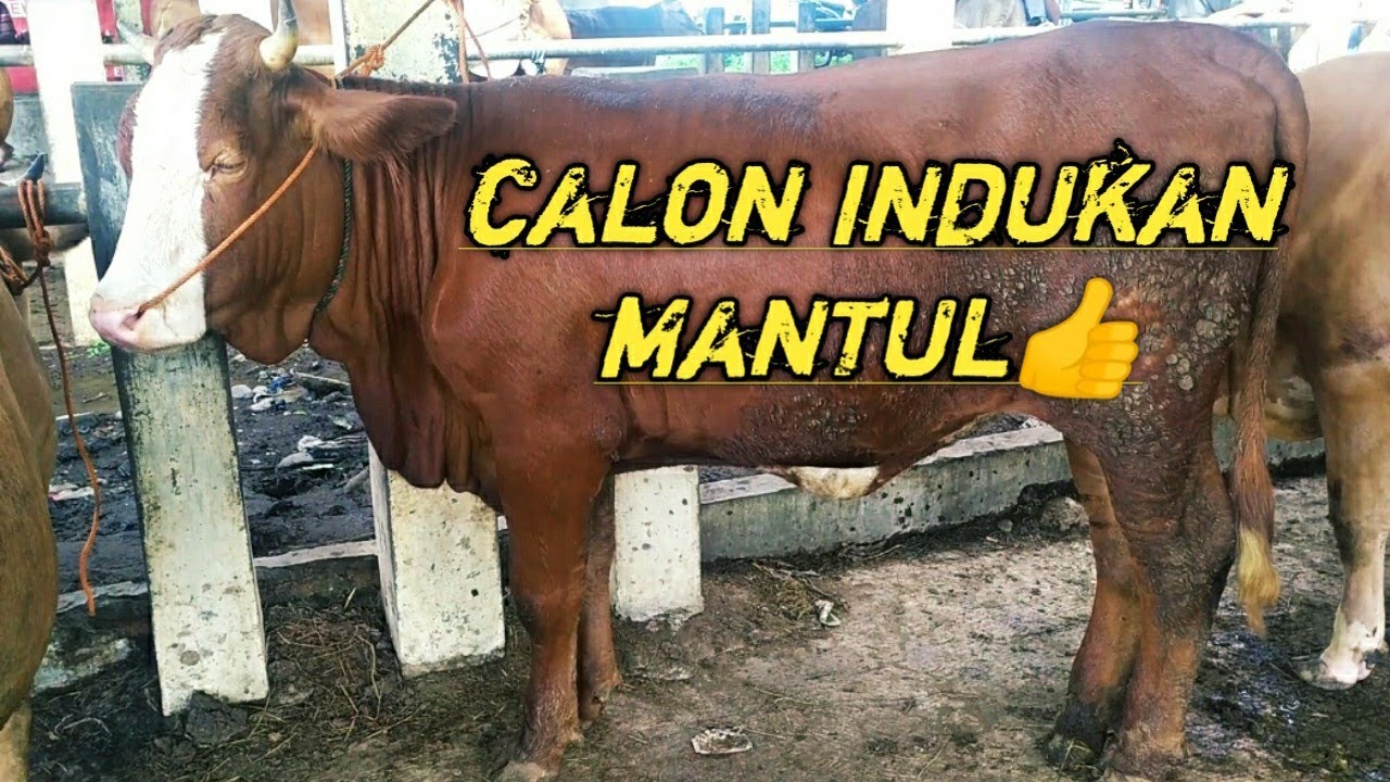 Mantul sapi  sapi  betina siap kawin  pasar hewan sukorejo 