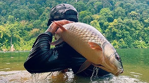 121kg Cá Rừng 5 Ngày Sống Trong Rừng Săn Cá Lớn Hunting big fish in the deep forest.