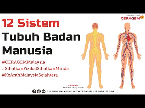 Video: Ujian: Anatomi Dan Fungsi, Diagram, Keadaan, Dan Petua Kesihatan