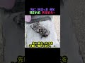 排水路で見つかった生まれたばかりの子犬4 匹