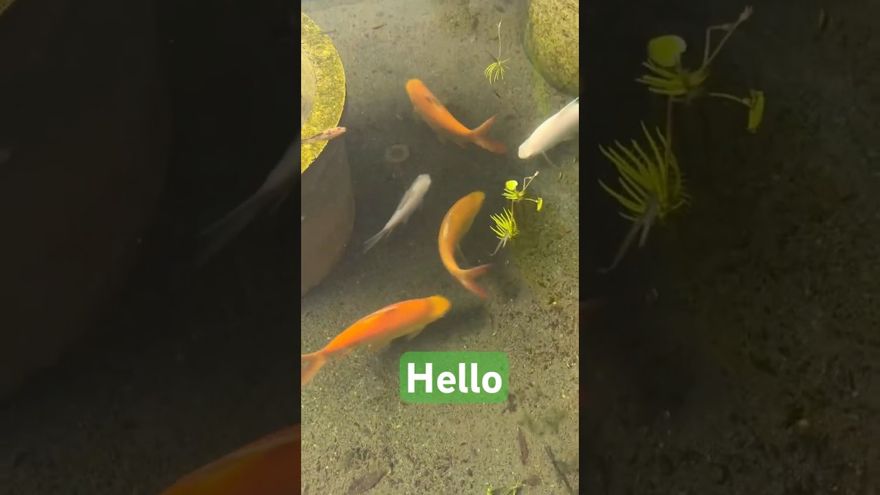 Welcome to my channel 