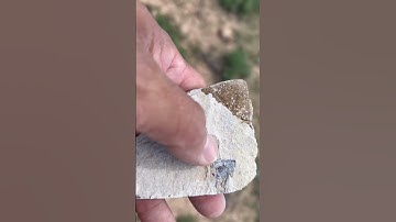 FOSSIL Butte National Monument! #shorts #short #shortsfeed #youtubeshorts #shortsanity #shortsvideo